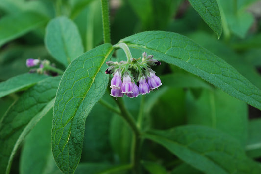 Comfrey