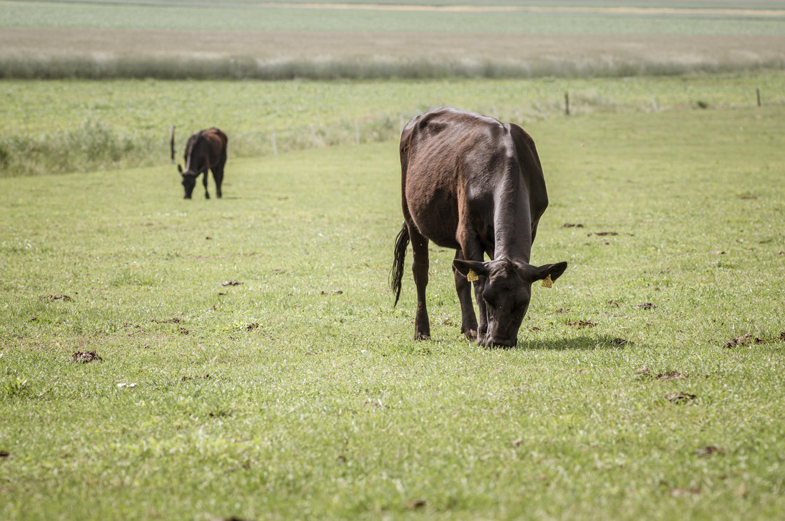 Grass-fed vs Grain-fed Tallow